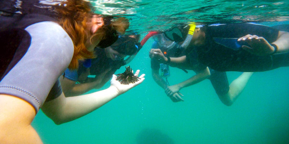Free morning or snorkel Los Tuneles, Wetlands Walk to Breeding Center