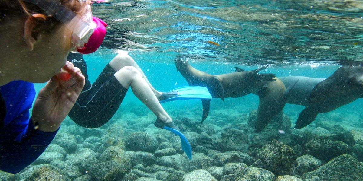Snorkel with sea lions, turtles and sharks at Kicker Rock