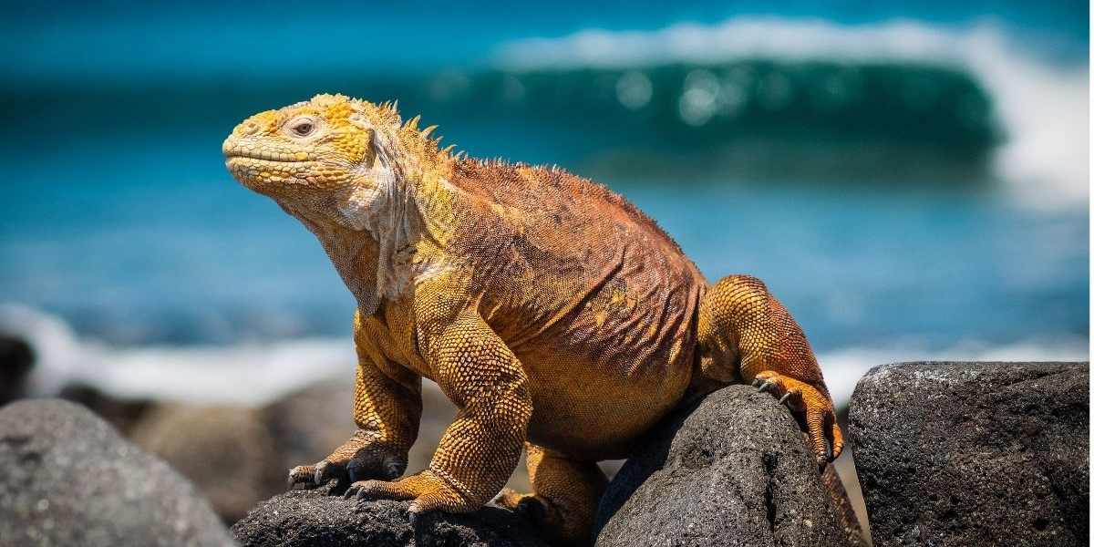 Fly to the Galapagos Islands