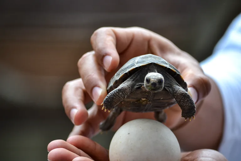 Classic Galapagos Islands Adventure